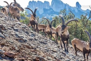 Barcelona: Dagsudflugt til Montserrat-klosteret og naturparken