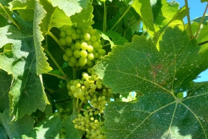 Barcelona: Montserrat e mais uma coisa - você escolhe