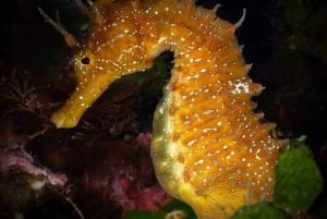 Barcelona: PADI Discover Scuba Diving