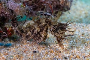 Barcelona: PADI Discover Scuba Diving