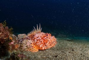 Barcelona: PADI Discover Scuba Diving