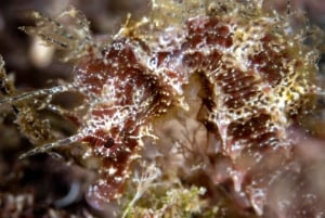 Barcelona: PADI Discover Scuba Diving