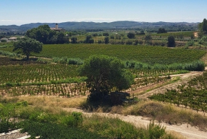 Barcelona: Passeio a cavalo pelas vinhas de Penedès com prova de vinhos