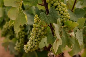 バルセロナプリオラート・ワイン・ツアー 2ワイン・テイスティング＋3コース料理