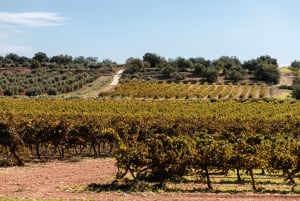 Barcelona: Priorat Wine Tour & Tastings and Lunch