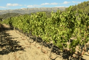 Barcelona: Priorat Wine Tour & Tastings and Lunch