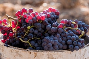 Barcelona: Priorat Wine Tour & Tastings and Lunch