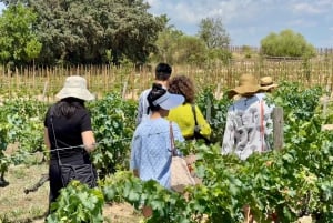 Barcelona: Torres Winery Tour with Brunch & Wine Tasting