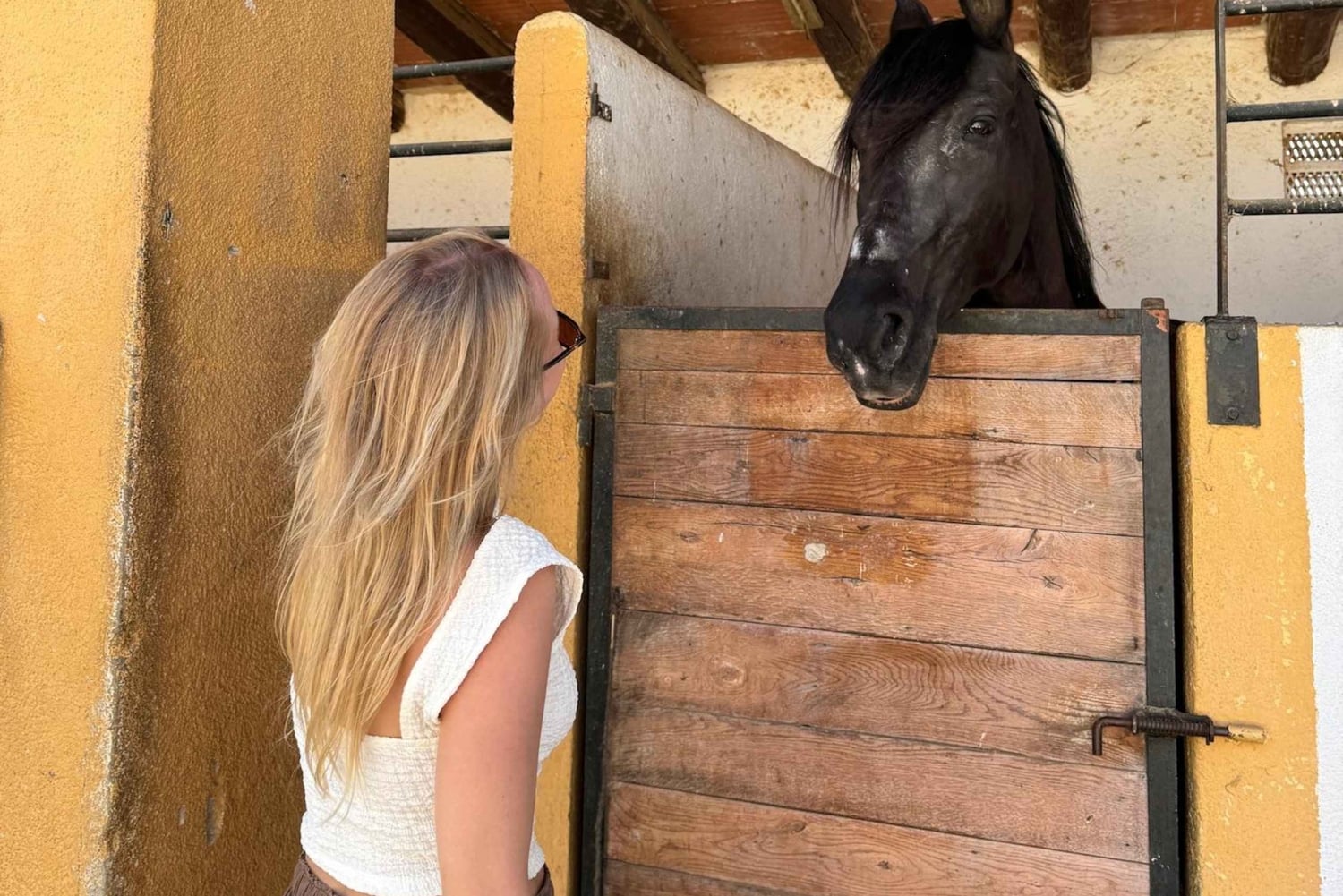 Barcellona: Cavalcata nei vigneti e degustazione di vini + tapas