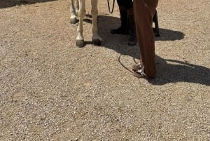 Barcellona: Cavalcata nei vigneti e degustazione di vini + tapas