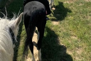 Barcellona: Cavalcata nei vigneti e degustazione di vini + tapas