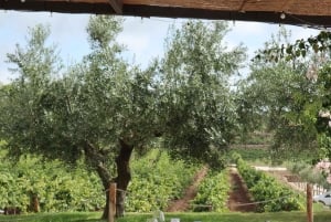 Barcellona: Cavalcata nei vigneti e degustazione di vini + tapas