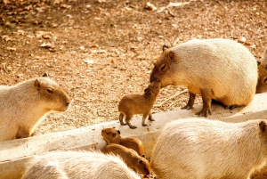 Barcelona: 1-Day Ticket to Barcelona Zoo