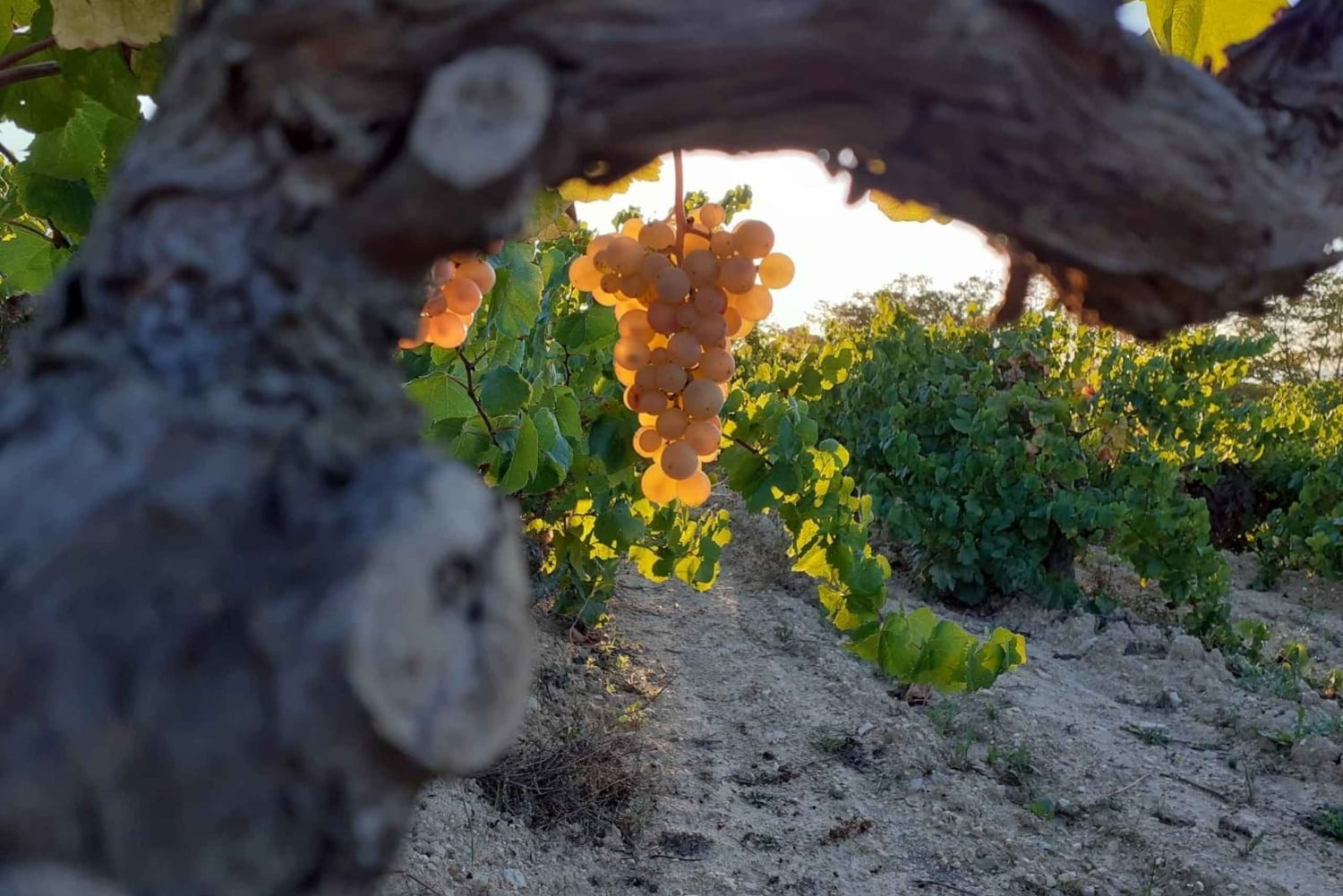 Catalonië: Unieke wijnkelderbezoeken op maat