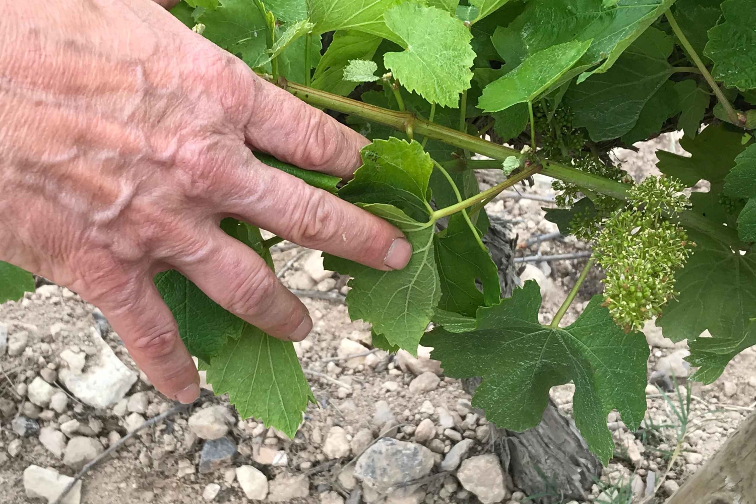 Catalonië: Unieke wijnkelderbezoeken op maat