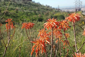 Collserola Hike and Norman Foster Tower Visit