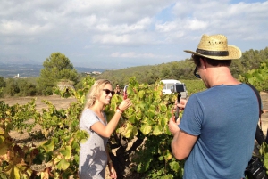 El Penedès : visite en petit groupe des vignobles de Cava