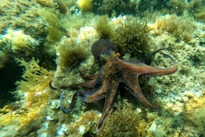 Explora a Costa Brava e Tossa de Mar: Trilhos, snorkel e refeições