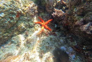 Explora a Costa Brava e Tossa de Mar: Trilhos, snorkel e refeições