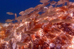 Explora a Costa Brava e Tossa de Mar: Trilhos, snorkel e refeições