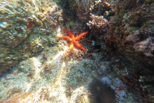Tur til Costa Brava: Kyststier, snorkling, klippehopping og måltid