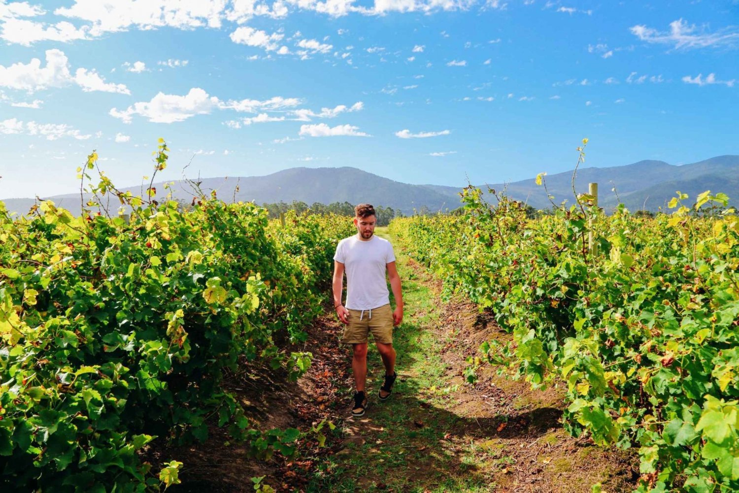 From Barcelona: El Penedès Hike and Wine Tour