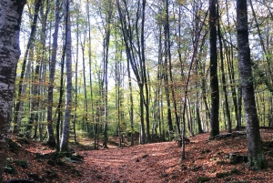 Da Barcellona: Villaggi medievali e tour a piedi dei vulcani