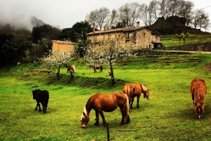 Da Barcellona: Villaggi medievali e tour a piedi dei vulcani