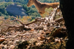 Von Barcelona aus: Kloster Montserrat & Wanderung mit der Seilbahn
