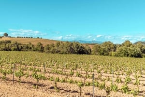 Från Barcelona: Montserrat, ekologisk vingård privat tur