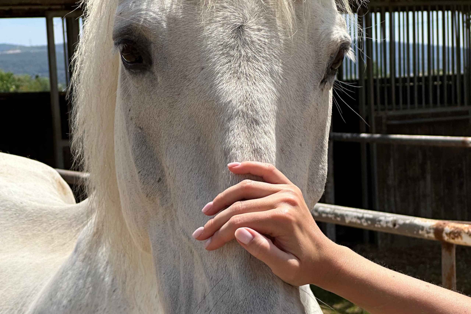 Au départ de Barcelone : balade à cheval privée + tapas + pique-nique