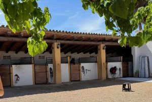 Au départ de Barcelone : balade à cheval privée + tapas + pique-nique