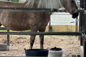 Au départ de Barcelone : balade à cheval privée + tapas + pique-nique