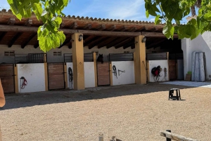 From Barcelona: PRIVATE Horseback Ride + Tapas + Picnic