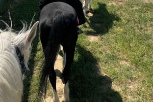 From Barcelona: PRIVATE Horseback Ride + Tapas + Picnic