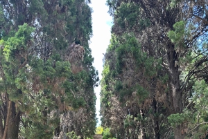 Från Barcelona: Privat solnedgångstur i Blanes Marimurtra-trädgården