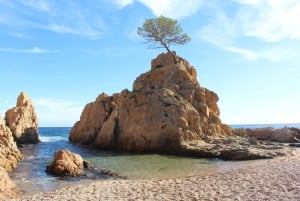 Desde Barcelona: excursión de un día a Tossa de Mar con tiempo libre en la playa.