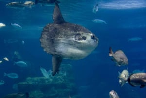 Depuis la Costa Brava : Excursion à Barcelone avec visite de l'aquarium