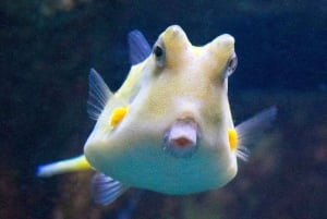 Desde la Costa Brava: Excursión de un día a Barcelona con visita al Acuario