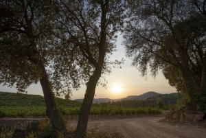 Barcellona: Escursione di Montserrat con pranzo e degustazione di vini