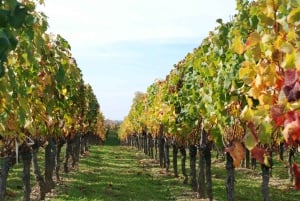 Excursión de un día a Montserrat y Bodegas del Cava desde Barcelona con servicio de recogida