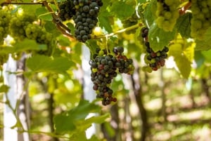 Excursión de un día a Montserrat y Bodegas del Cava desde Barcelona con servicio de recogida