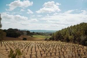 Wycieczka do winiarni Montserrat i Cava: Jednodniowa wycieczka z Barcelony