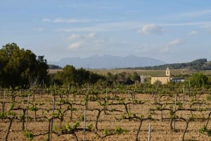 Penedès Vine to Wine: Personalized Cava taste&craft Workshop