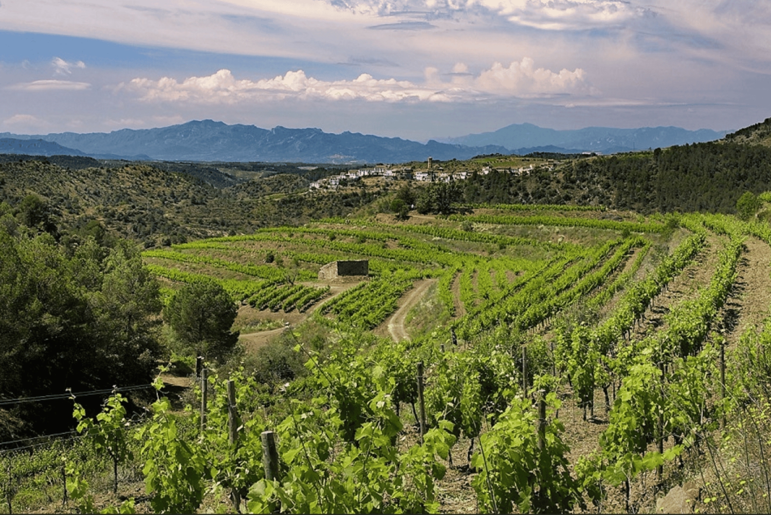 Priorat tour to 3 small wineries and hotel pick-up