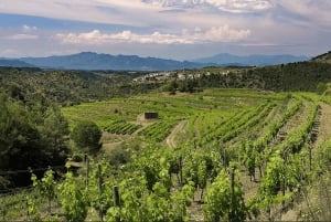 Priorat tour to 3 small wineries and hotel pick-up