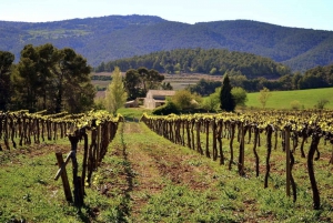 Private Full Day Tour To Three Wineries In A Day With Lunch