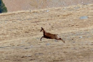 Pirineos: Excursión de un día con 3 niveles a elegir