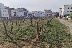 Sitges: Zeilboottocht + wandeltour en wijnkeldertour