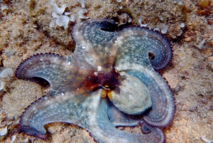 Excursão Costa Brava: Trilhas costeiras, mergulho com snorkel, mergulho de penhascos e refeição